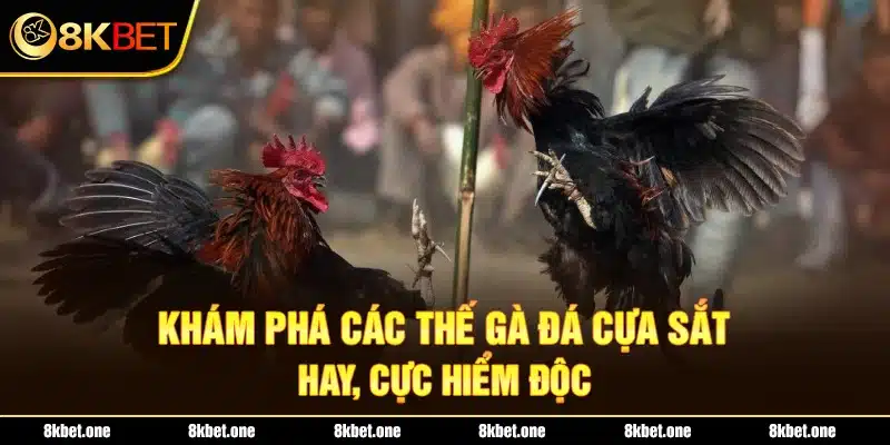 Khám phá các thế gà đá cựa sắt hay, cực hiểm độc